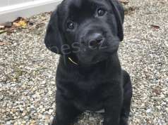labradorský retrívr. labradorský retrívr.