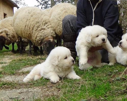 JACOPONE PRO P�IJET�