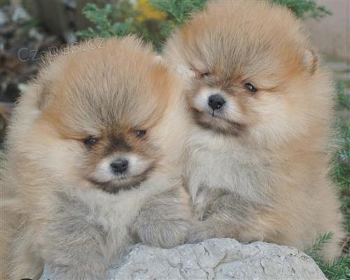 Pomeranian �t��ata pro p�ijet�