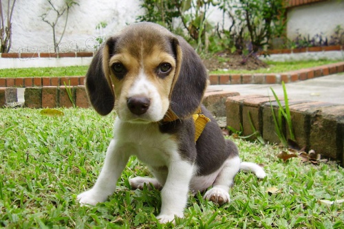 úžasná štěňata Beagle. $ úžasná štěňata Beagle. $