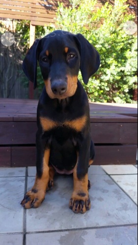 velkolepý doberman._ velkolepý doberman._