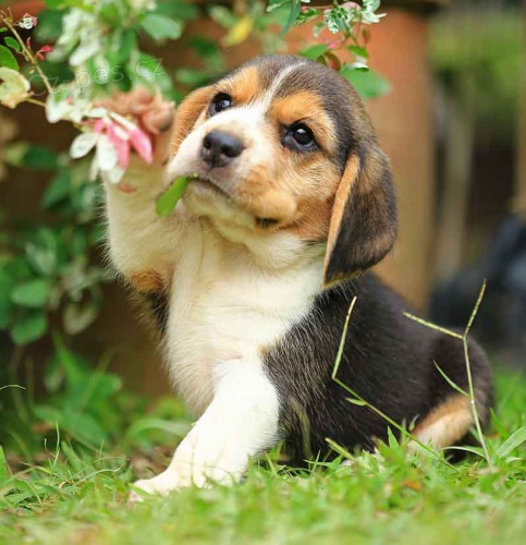 úžasná štěňata Beagle. $ úžasná štěňata Beagle. $