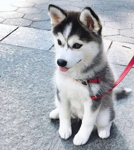 sibiřský husky úžasný. ) sibiřský husky úžasný. )