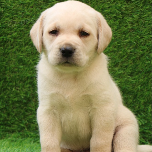 labradorský retrívr. ++ labradorský retrívr. ++