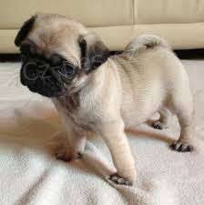 čistokrevný mops * čistokrevný mops *