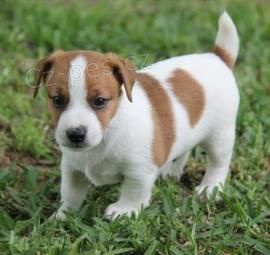vynikající štěňata Jack Russell vynikající štěňata Jack Russell