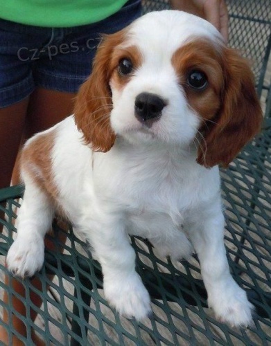 kavalír king charles kavalír king charles