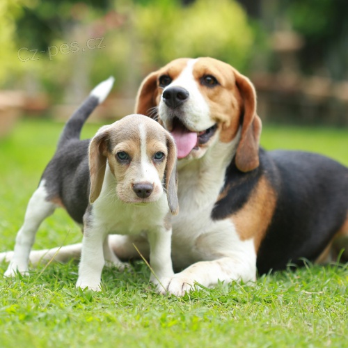 Beagle. $ Beagle. $
