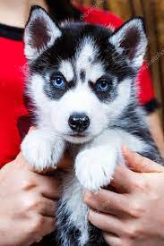 sibiřský husky   sibiřský husky