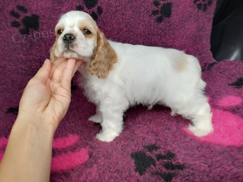 Americky  �t��ata korkrspanel   t�dn� star�  Jeden mu�  Jedna �ena b�l�