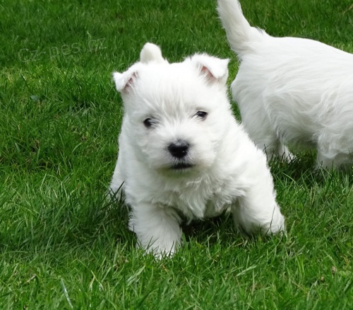 West Highland Terrier mini štěňata ochotná mít nové domovy West Highland Terrier mini štěňata ochotná mít nové domovy