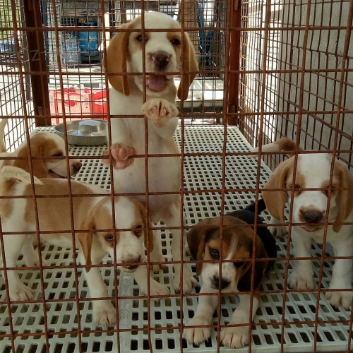 �t��ata beagle k adopci
