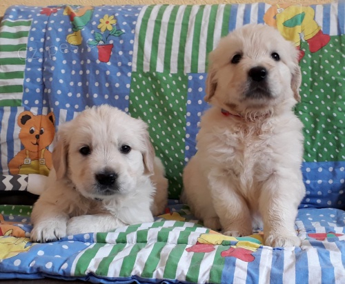 hrav� a zdrav� �t��ata zlat�ho retr�vra