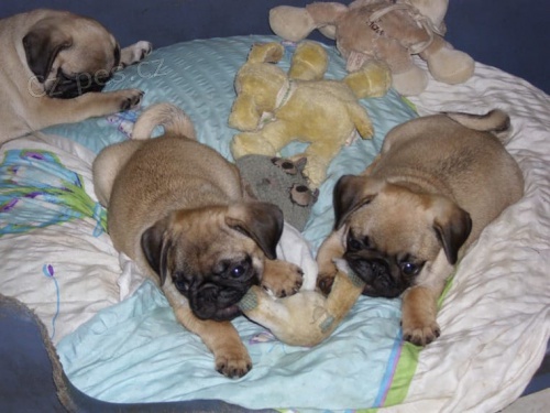 Mops �t��ata k dispozici milovn�k�m mops