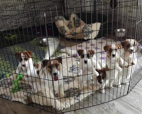 Štěňata Jack Russell teriéra k adopci Štěňata Jack Russell teriéra k adopci