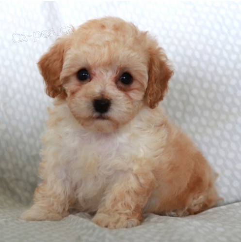 �t���tka pudla jsou p�ipravena na nov� rodiny.