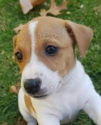 vynikající štěňata Jack Russell vynikající štěňata Jack Russell