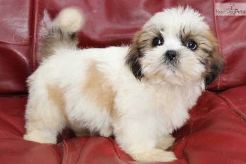 lžička štěňat shih tzu, lžička štěňat shih tzu,
