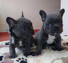 francouzský buldoček dech beroucí dech! francouzský buldoček dech beroucí dech!