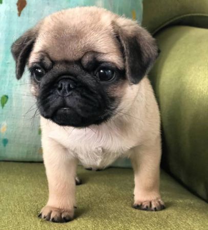 čistokrevný mops * čistokrevný mops *