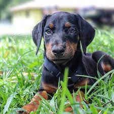 velkolepý doberman._ velkolepý doberman._