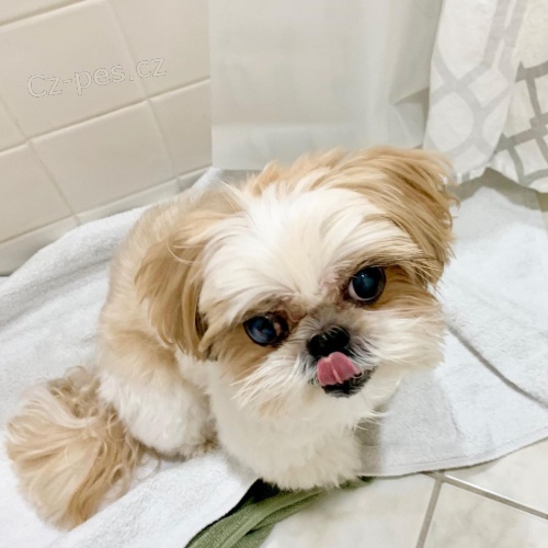 l štěňat shih tzu, l štěňat shih tzu,