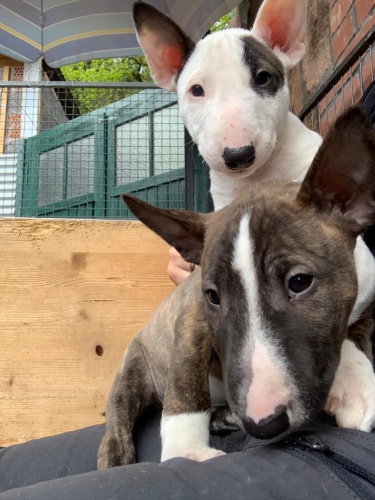 2 Miniaturn� �t��ata BullTerrier pro nov� domovy