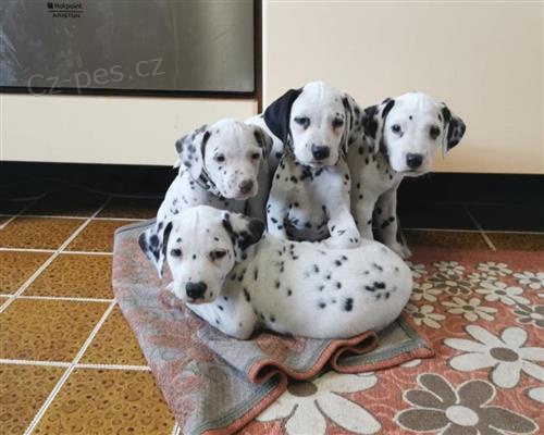 kr�sn� �t��ata mu�sk�ho a �ensk�ho pohlav� dalmata. rozhodli jsme se d�t jim dobr� domov. Jsou to skv�l� �t��ata, velmi zdrav� a okouzluj�c�. Jsou aktu�ln� na z�b�rech od�erven�ch.