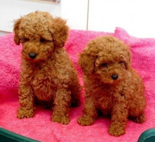 Registrovan� a zkontrolovan� veterin��i �t��ata !! P�ipraveni na sv�j nov� domov, aktu�ln� z�b�ry a od�erven� samce a samice Dostupn� peffesct temperament a osobnost.