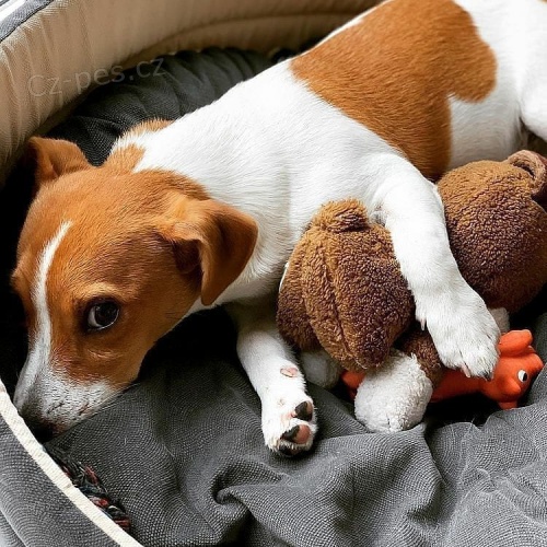 Čistokrevná štěňata jack russell Máma a táta mají oba doklady. Je tu jeden pes a dvě fenky. Štěňata přijdou veterináře zkontrolována, očkována a odčervena. Čistokrevná štěňata jack russell Máma a táta mají oba doklady. Je tu jeden pes a dvě fenky. Štěňata přijdou veterináře zkontrolována, očkována a odčervena.