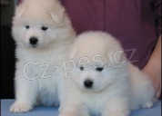 Samojed �t��ata zaregistrovali samce a samice Aktu�ln� na v�st�elech a od�erven�