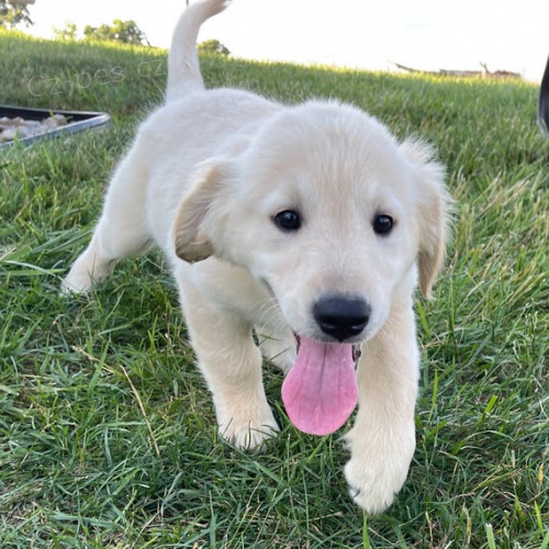 samci a samice �t��ata zlat�ho retr�vra na prodej