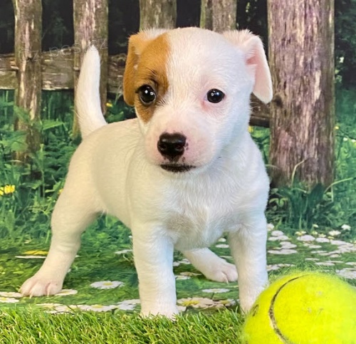 Jack Russell teri�r �t��ata na prodej