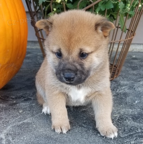 �t��ata shiba inu
