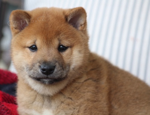 �t��ata shiba inu na prodej.