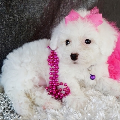 roztomilá a rozkošná štěňata Bichon frize jsou k dispozici a jsou připravena k prodeji. roztomilá a rozkošná štěňata Bichon frize jsou k dispozici a jsou připravena k prodeji.
