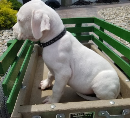 Kr�sn� a and�lsk� �t��ata Dogo Argentino na prodej.