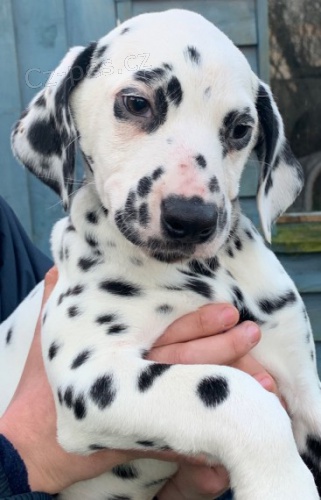 Kr�sn� a zdrav� o�kovan� dalmatsk� �t���tka k prodeji