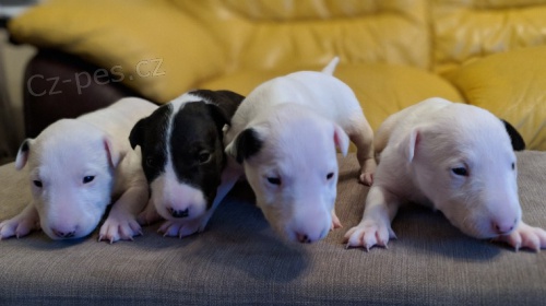 BULTERI�R! BULTERI�R