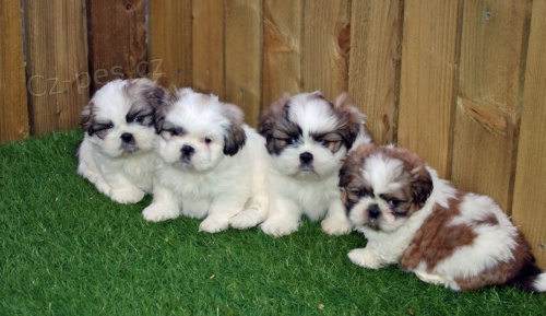 tat SHIH TZU