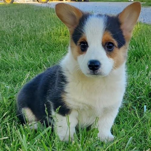 roztomil� fenka a pes Pembroke Welsh Corgi �t��ata �t��ata na prodej.