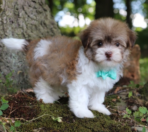 zdrav� havansk� �t��ata na prodej.