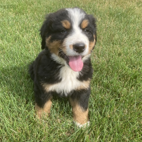 Na prodej roztomil� a zdrav� �t��ata bernsk�ch hor.