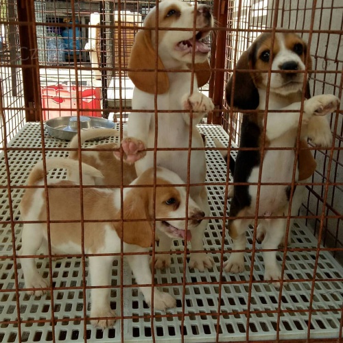 �t��ata beagle k adopci