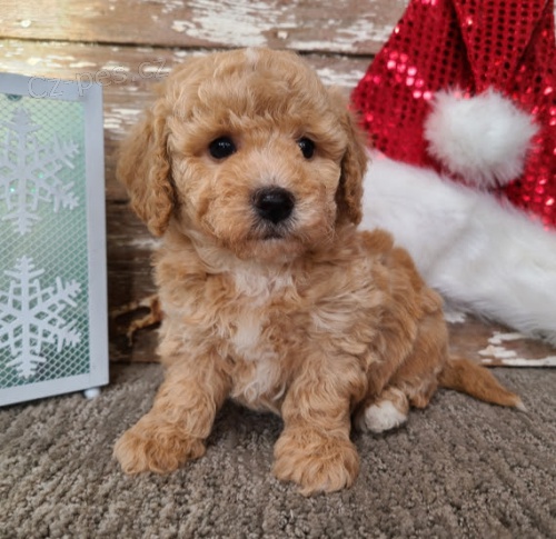 štěňata bichon poo na prodej. štěňata bichon poo na prodej.