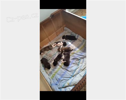 AKITA AMERICANO PRO P�IJET�