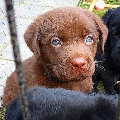 labradorsk� �t��ata k adopci