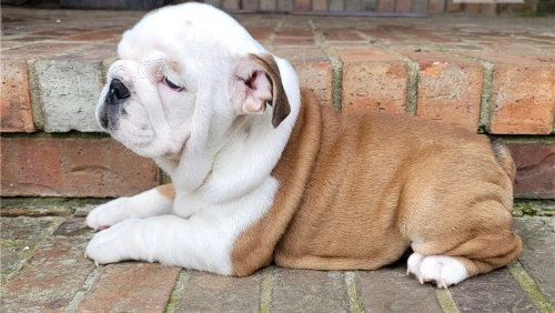 Rozko�n� �t��ata anglick�ho buldoka