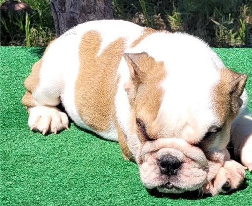 Rozko�n� �t��ata anglick�ho buldoka