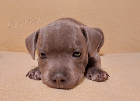 Staford��rsk� bullteri�r s PP